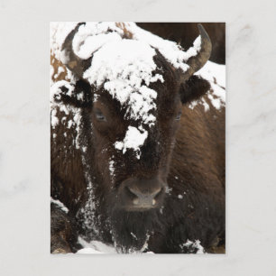 Porträtt i Bison i Snö Helg Vykort