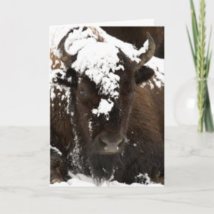 Porträtt i Bison i Snö Helgkort