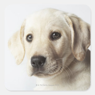 Porträtt i blond Labrador Retriever Puppy Fyrkantigt Klistermärke