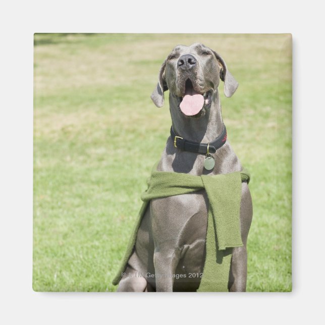 Porträtt i Blue Great dane Magnet (Framsidan)