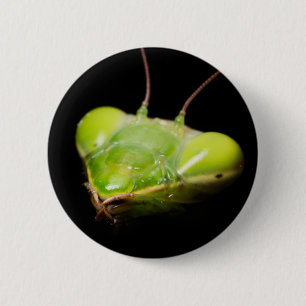 Porträtt i bönande mantis knapp