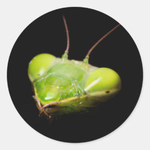 Porträtt i bönande mantis runt klistermärke