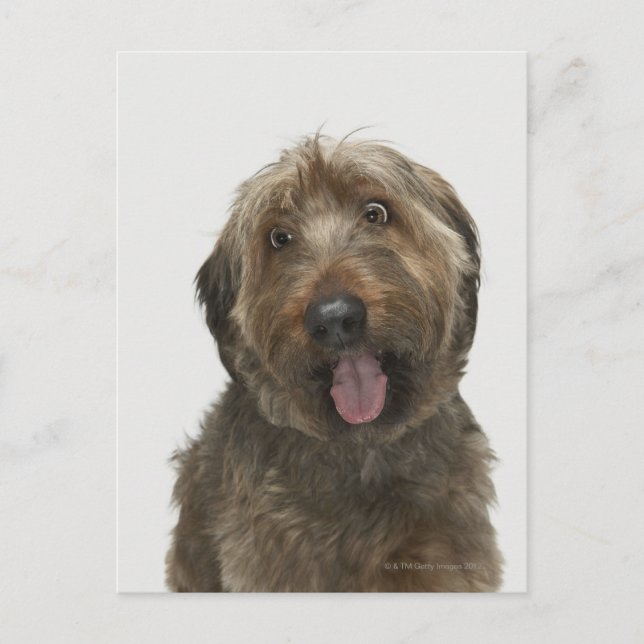 Porträtt i Briard hund Vykort (Framsida)