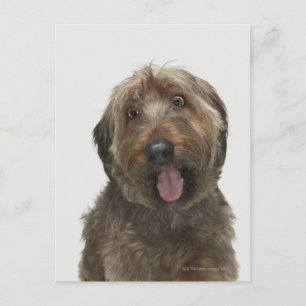 Porträtt i Briard hund Vykort
