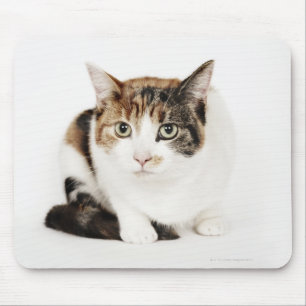 Porträtt i Calico-katten Musmatta