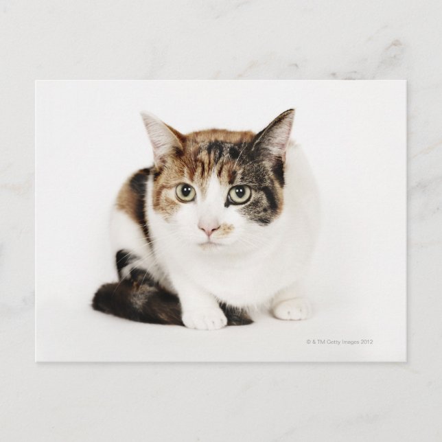 Porträtt i Calico-katten Vykort (Framsida)