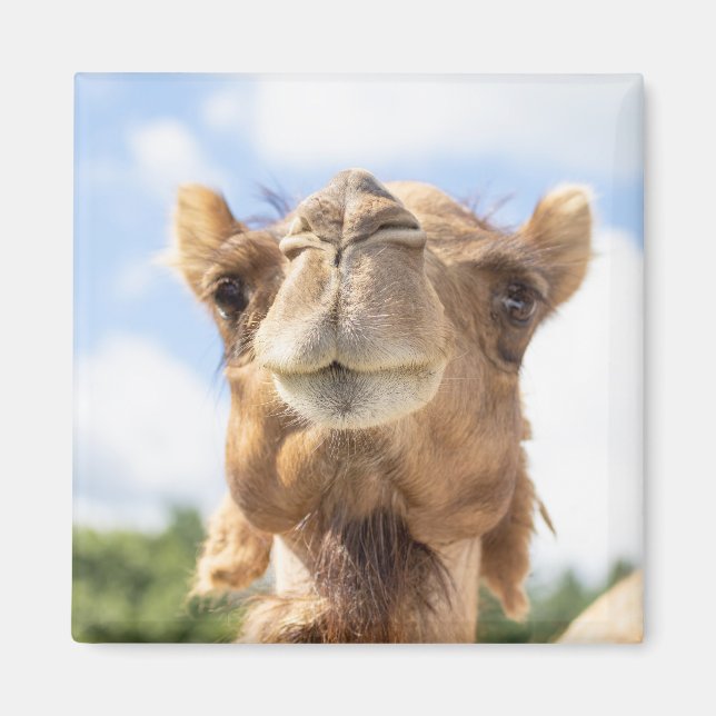 Porträtt i Camel Magnet (Framsidan)