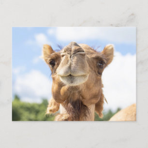 Porträtt i Camel Vykort