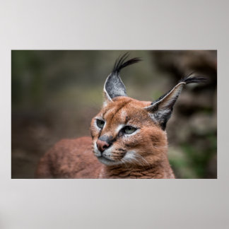 Porträtt i Caracal Poster
