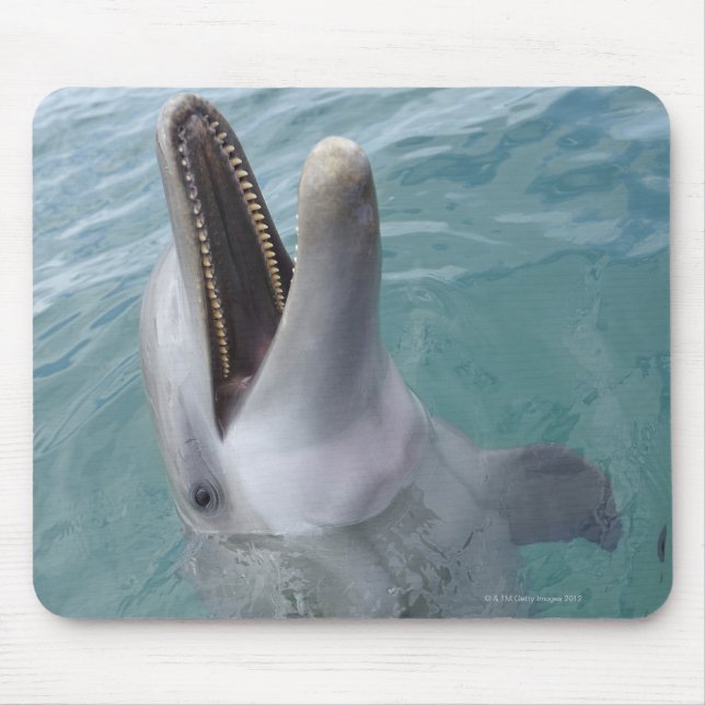 Porträtt i Common Bottlenose Dolphin, Karibien Musmatta (Framsidan)