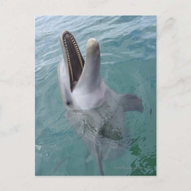 Porträtt i Common Bottlenose Dolphin, Karibien Vykort (Framsida)