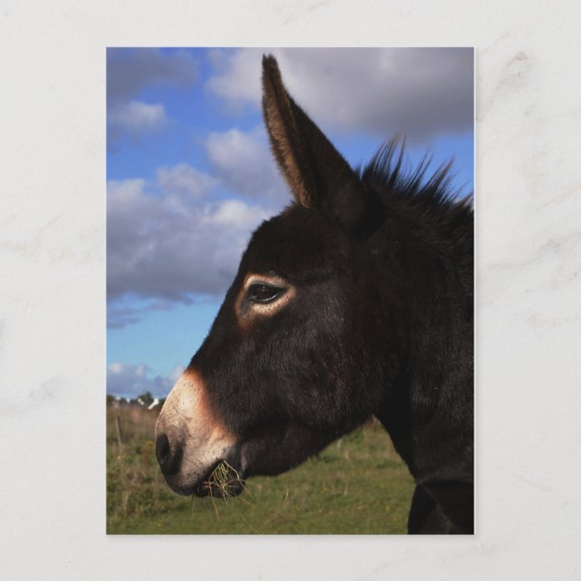 Porträtt i Donkey Vykort (Framsida)