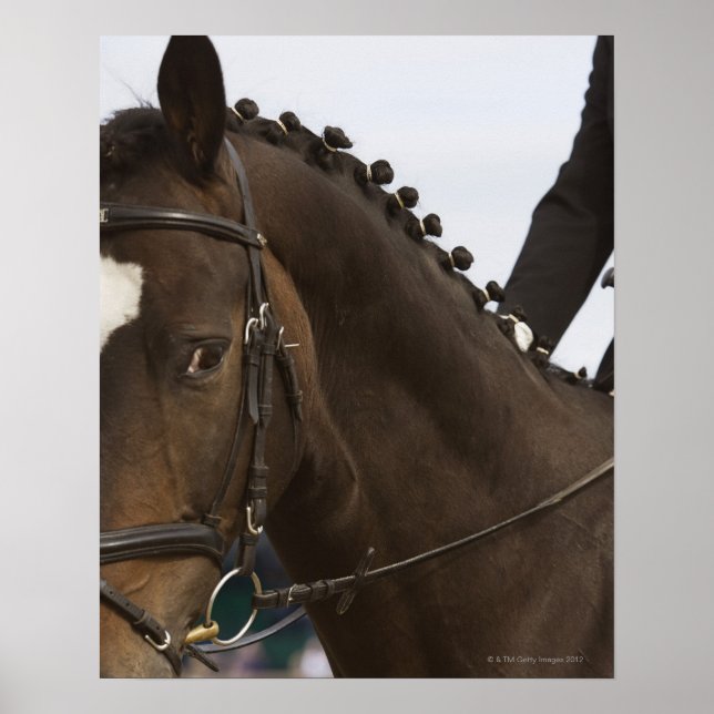 porträtt i dressyhäst poster (Framsidan)