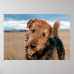 Porträtt i en airedale Terrier 2 Poster
