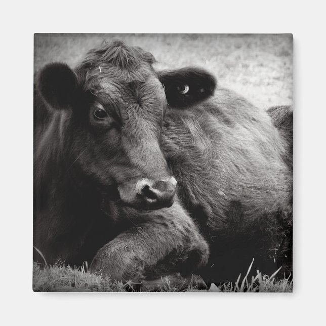 Porträtt i en angus magnet (Framsidan)