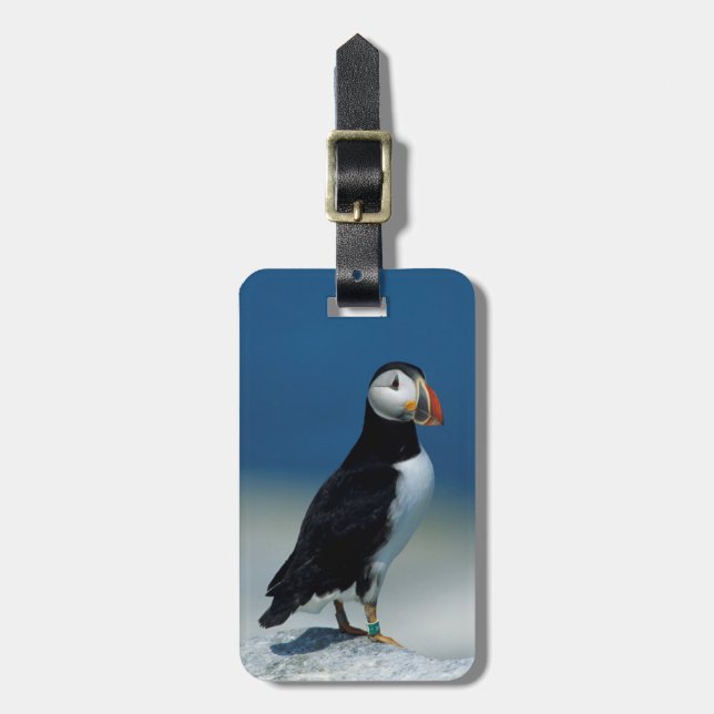 Porträtt i en atlantisk Puffin Bagagebricka (Vertikal Framsida)