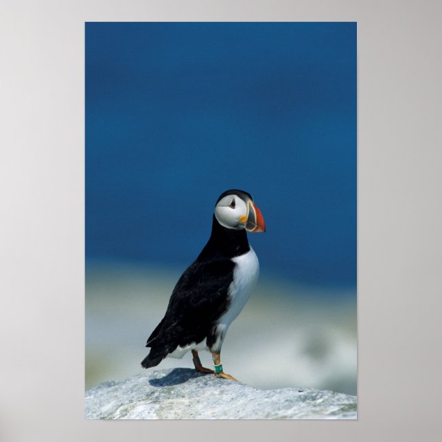 Porträtt i en atlantisk Puffin Poster (Framsidan)