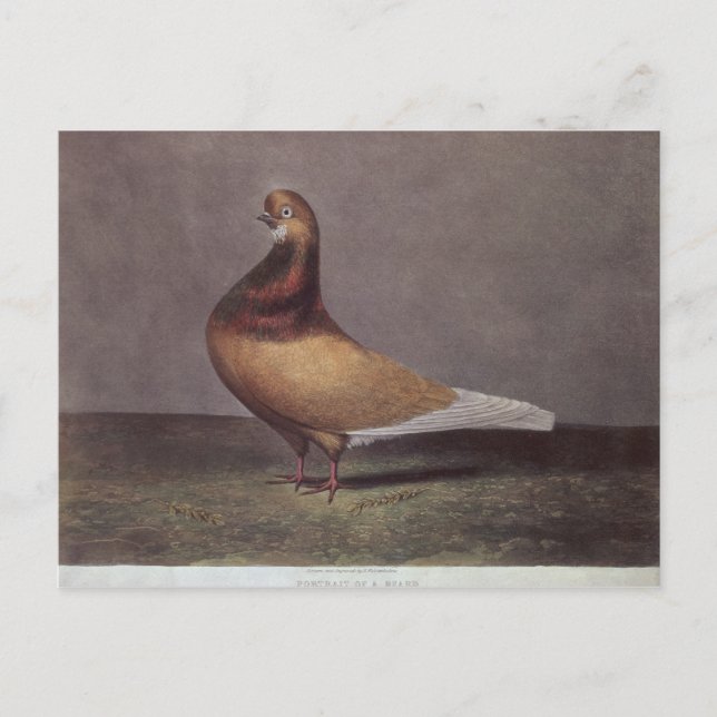 Porträtt i en Beard Pigeon Vykort (Framsida)