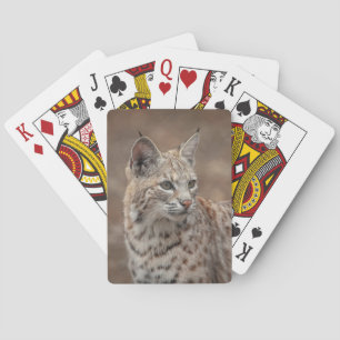 Porträtt i en Bobcat Casinokort
