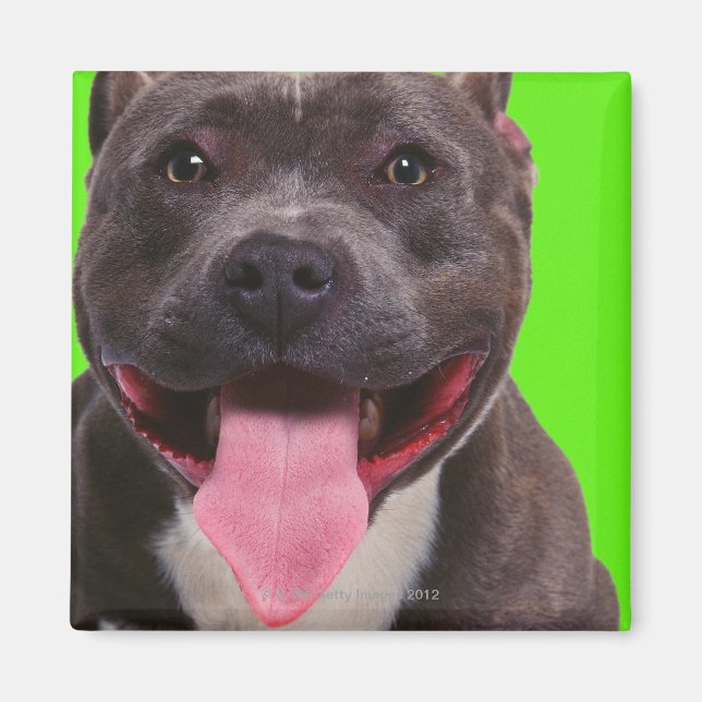 porträtt i en bullhund magnet (Framsidan)