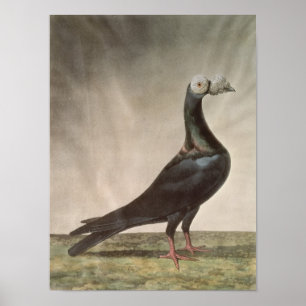 Porträtt i en Carrier Pigeon Poster