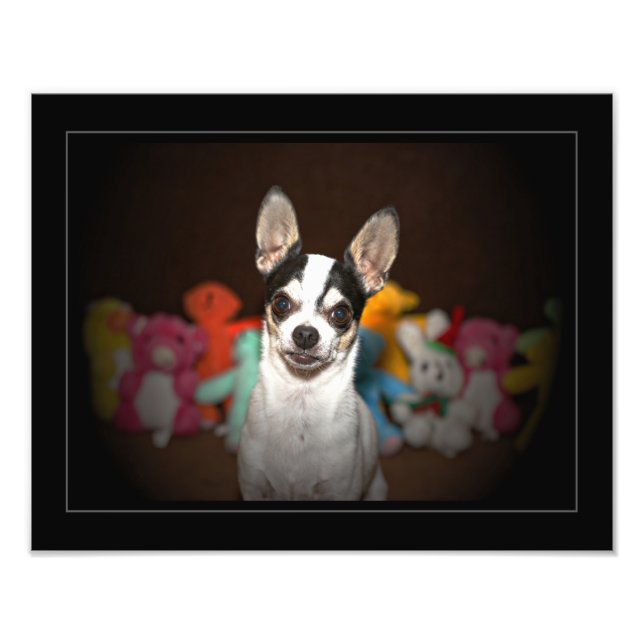 Porträtt i en chihuahua fototryck (Framsidan)