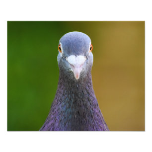Porträtt i en duva fototryck