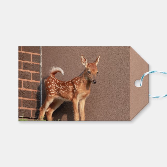 Porträtt i en Fawn (vit-skräddarsydd hjort) Presentetikett (Framsidan (Horisontell))