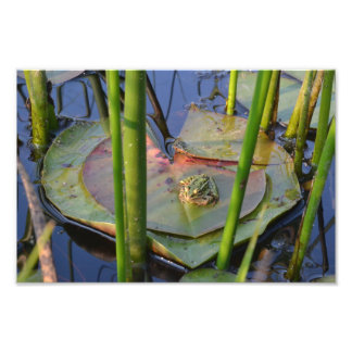 PORTRÄTT I EN FROG FOTOTRYCK