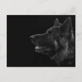 Porträtt i en germanskherde hund vykort