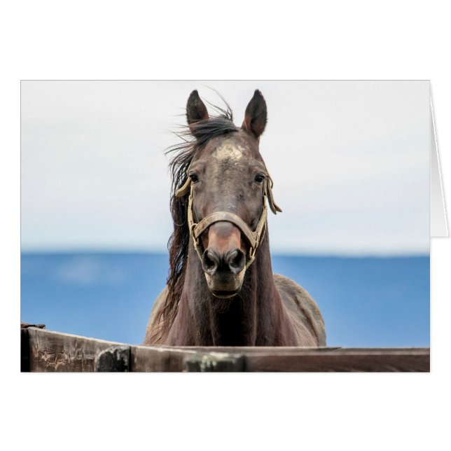 Porträtt i en häst hälsningskort (Framsidan Horizontal)