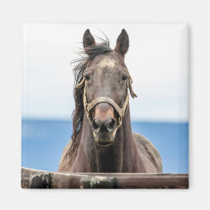 Porträtt i en häst magnet