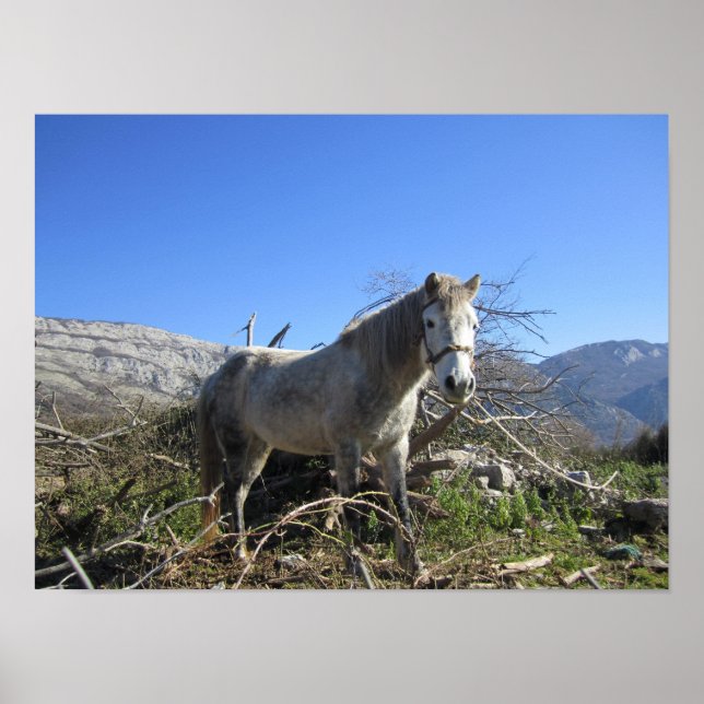 Porträtt i en häst poster (Framsidan)