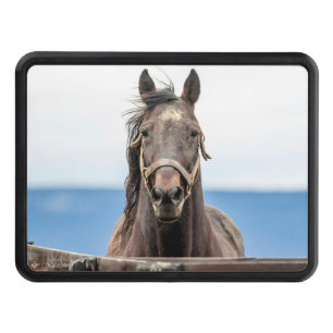 Porträtt i en häst skydd för dragkrok