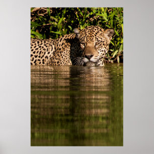 Porträtt i en Jaguar Swimming Poster