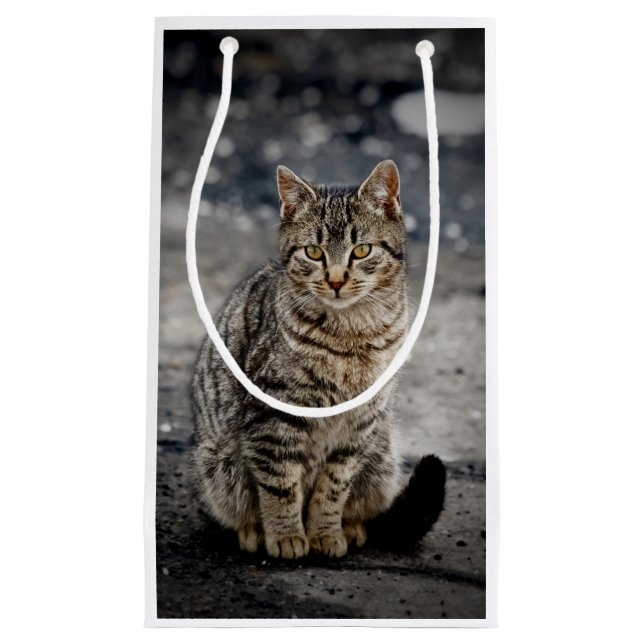 Porträtt i en katt (Framsidan)