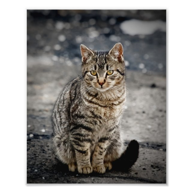 Porträtt i en katt fototryck (Framsidan)