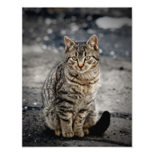 Porträtt i en katt fototryck