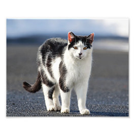 Porträtt i en katt fototryck