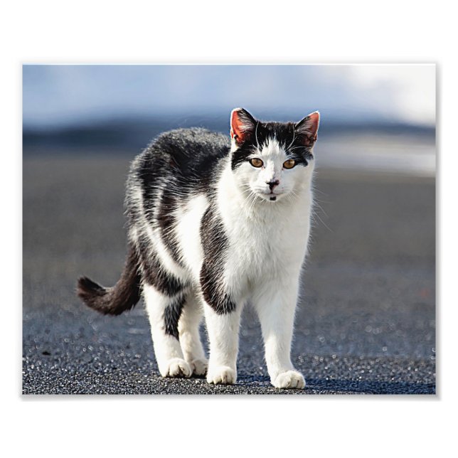 Porträtt i en katt fototryck (Framsidan)