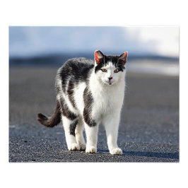 Porträtt i en katt fototryck