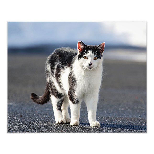 Porträtt i en katt fototryck (Framsidan)