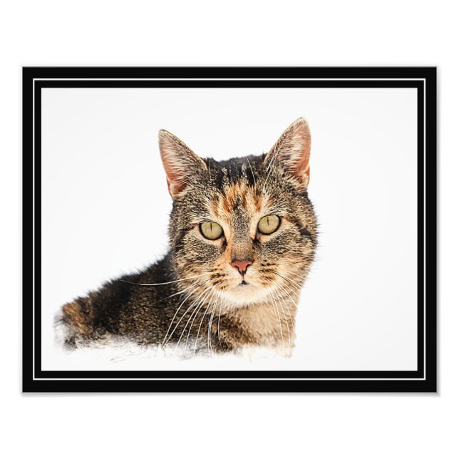 Porträtt i en katt fototryck (Framsidan)