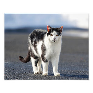 Porträtt i en katt fototryck