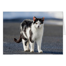 Porträtt i en katt hälsningskort