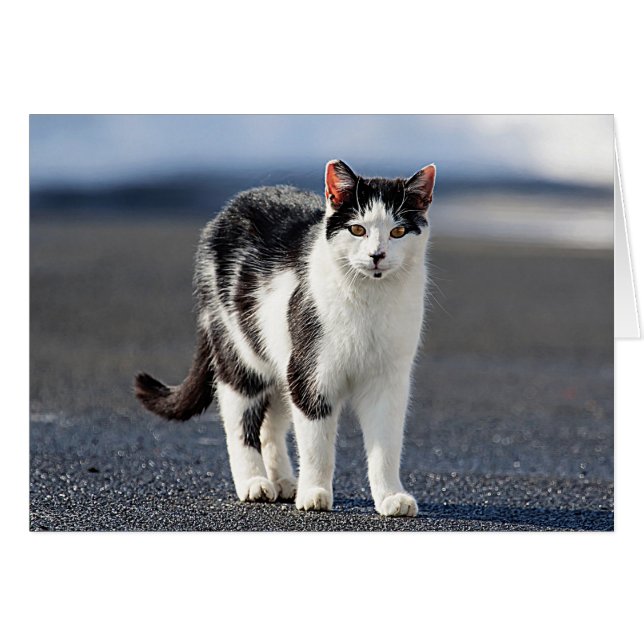 Porträtt i en katt hälsningskort (Framsidan Horizontal)