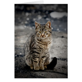 Porträtt i en katt hälsningskort