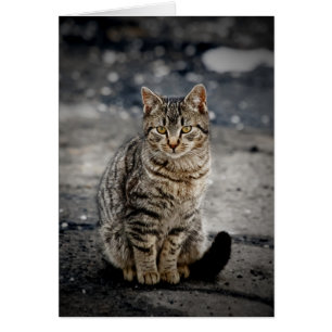 Porträtt i en katt hälsningskort