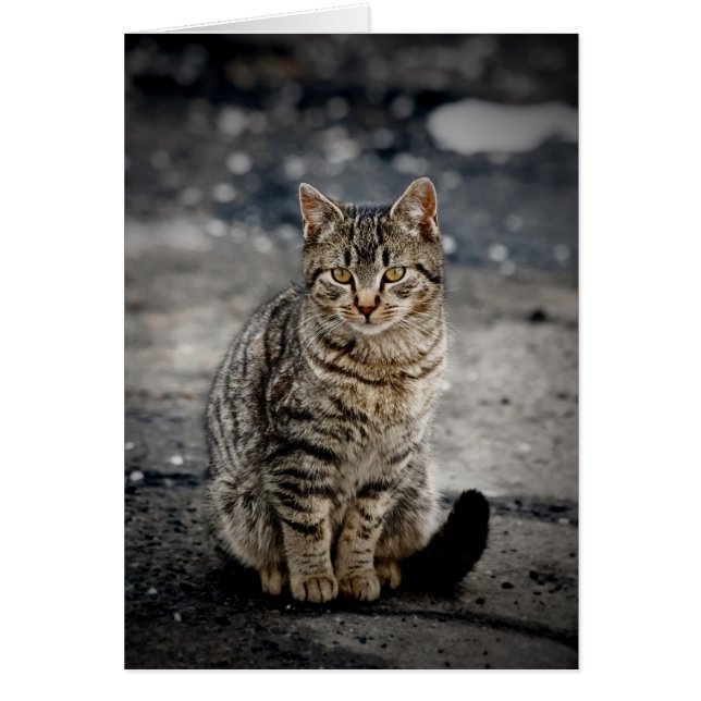 Porträtt i en katt hälsningskort (Framsidan)