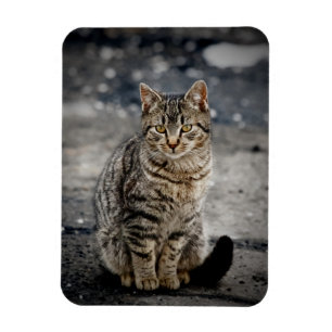 Porträtt i en katt magnet